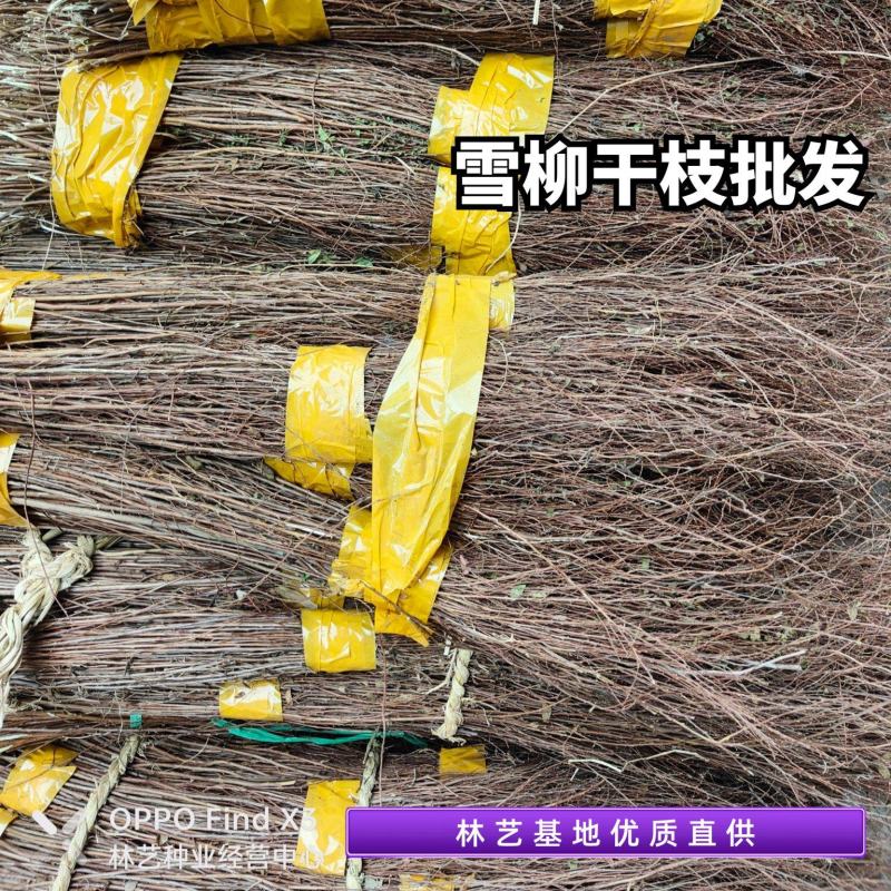雪柳鲜枝干枝盆栽水养插花水培植物室内花卉喷雪花绿植遇水开