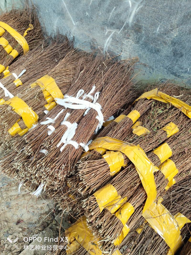雪柳鲜枝干枝盆栽水养插花水培植物室内花卉喷雪花绿植遇水开