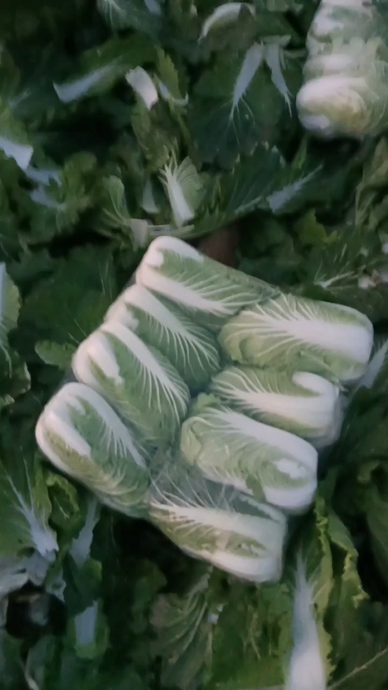 矮颗黄心白菜河南夏邑大白菜翠龙秋晓白菜义和秋白菜