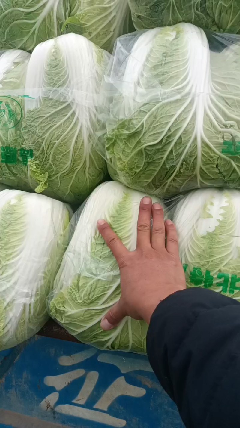 矮颗黄心白菜河南夏邑大白菜翠龙秋晓白菜义和秋白菜