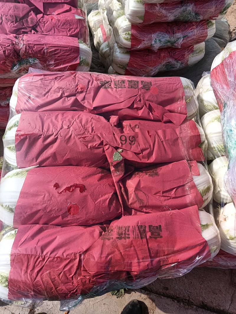 矮颗黄心白菜河南夏邑大白菜翠龙秋晓白菜义和秋白菜