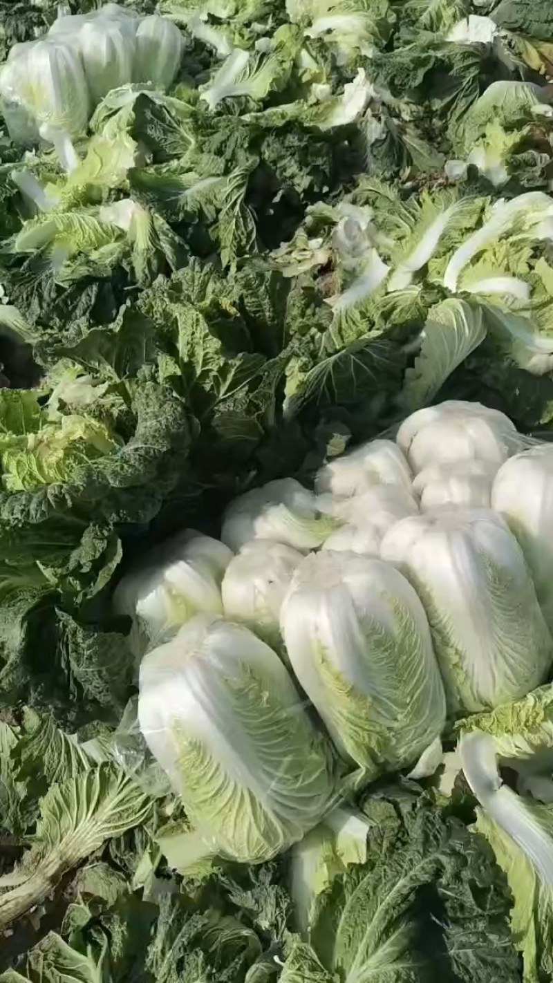 白菜河南夏邑县矮颗黄心白菜代发全国市场商超义和秋白菜