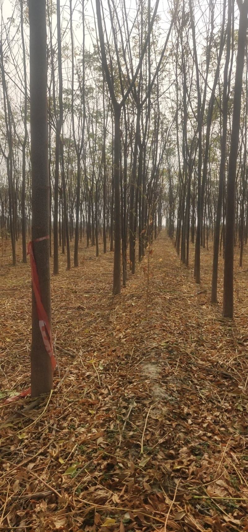 苦楝树各种规格都有需要的老板看过来