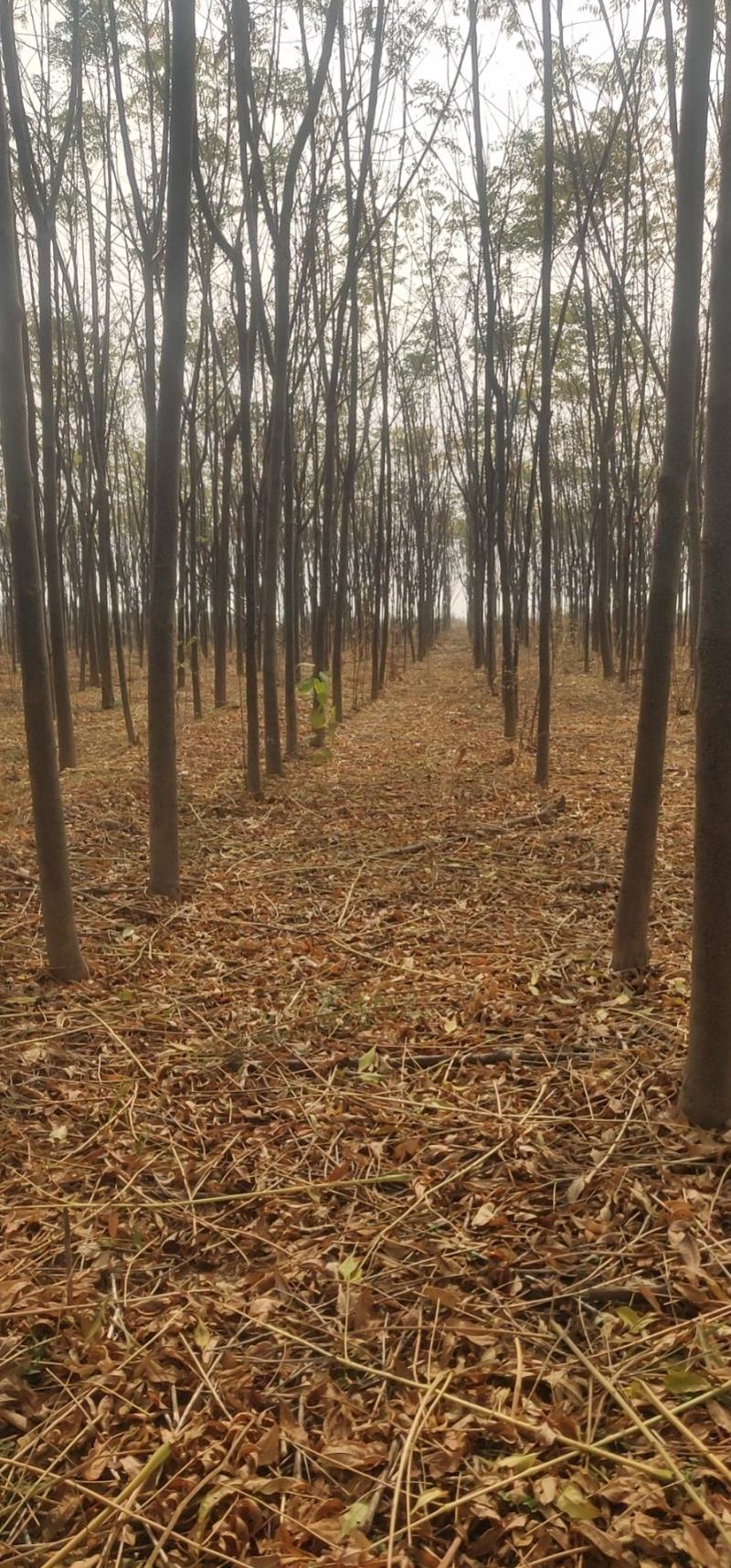 苦楝树各种规格都有需要的老板看过来