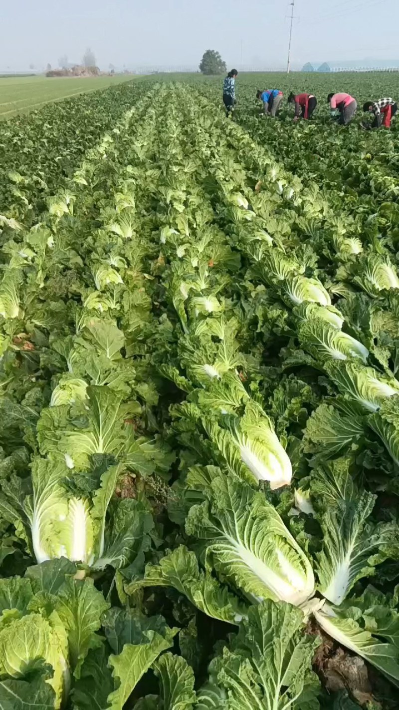 河南夏邑二毛白菜入库清杂三号矮颗义和秋翠拢秋晓