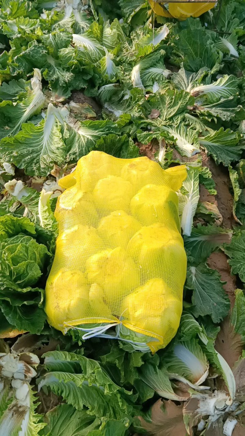 河南夏邑二毛白菜入库清杂三号矮颗义和秋翠拢秋晓