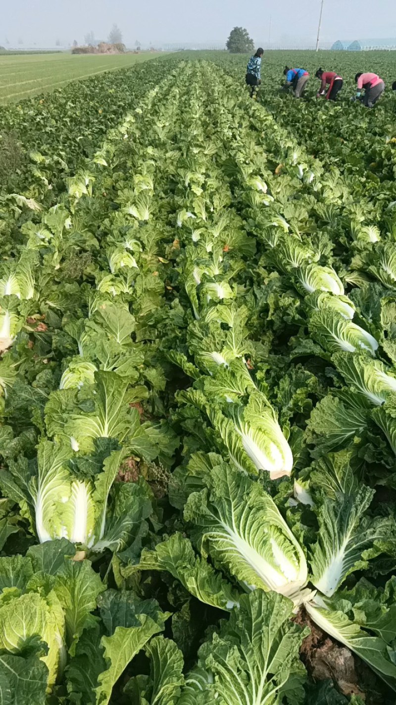 河南夏邑二毛白菜入库清杂三号矮颗义和秋翠拢秋晓