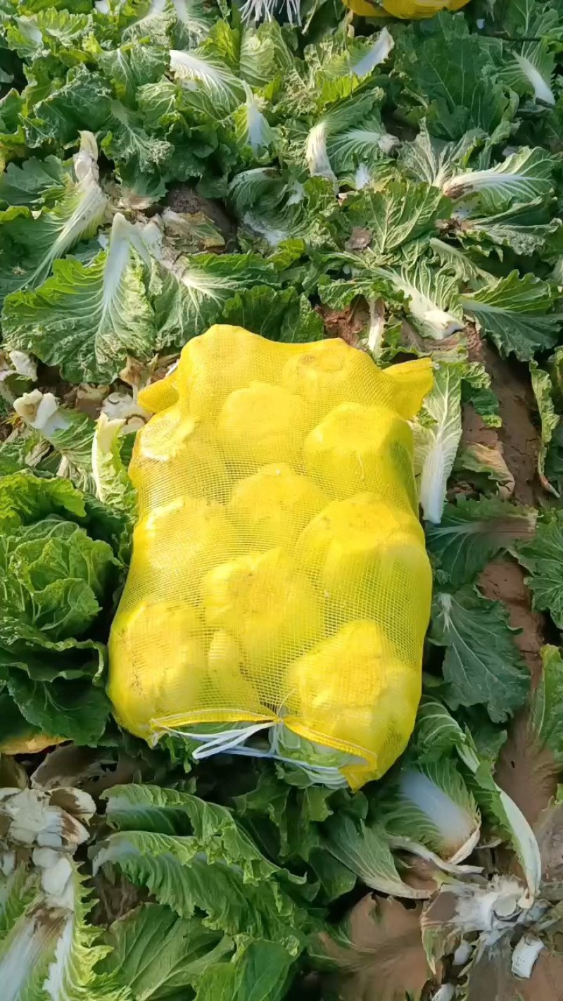 河南夏邑二毛白菜入库清杂三号矮颗义和秋翠拢秋晓