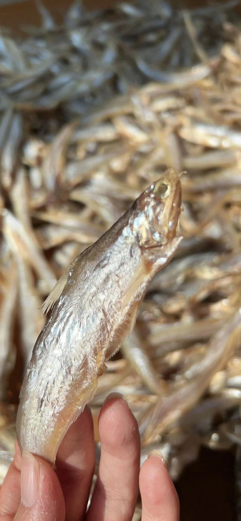 干鱼毛刀鱼产地一手货源口感好诚信合作欢迎选购