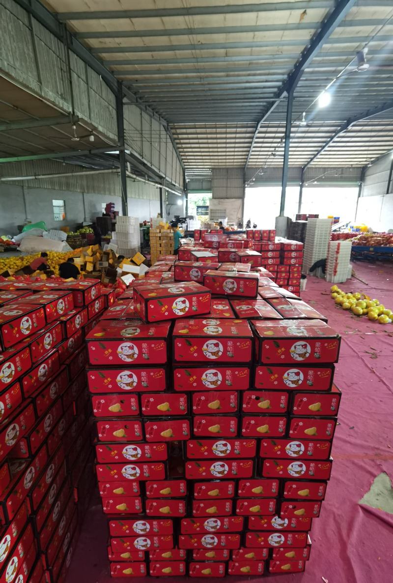 爆汁葡萄柚，落地配社区团购，一件代发，整车发货，欢迎对接