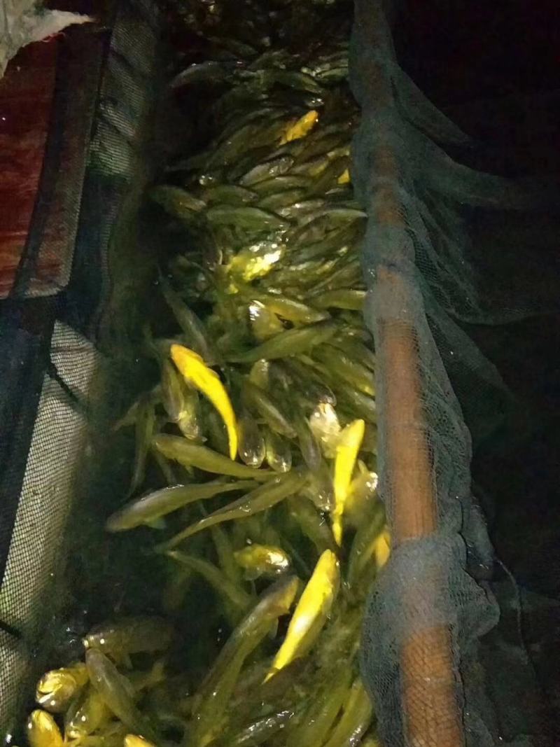 宁德大黄鱼