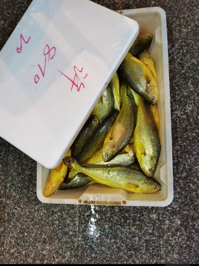 宁德大黄鱼