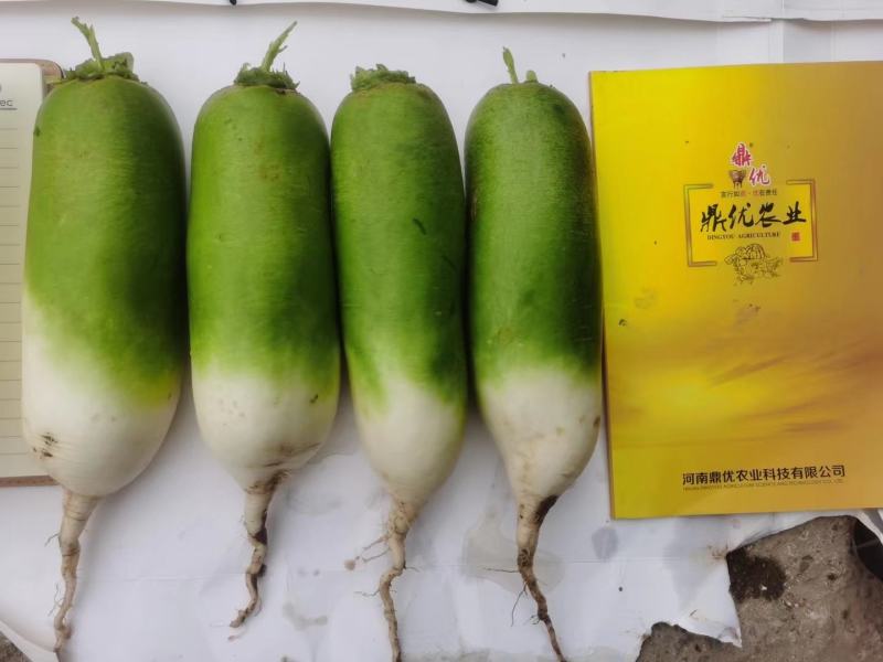 鼎青二号萝卜种子口感甜脆商品性好整齐一致皮光滑