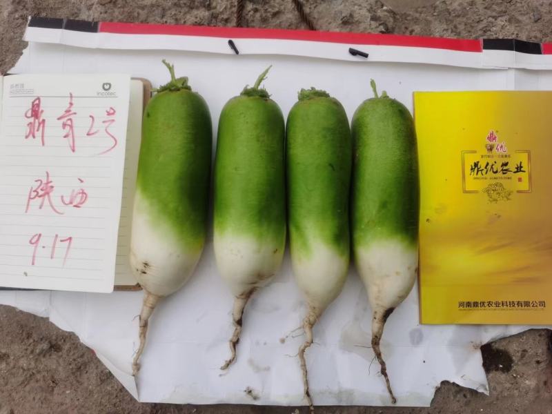 鼎青二号萝卜种子口感甜脆商品性好整齐一致皮光滑