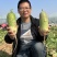 鼎青二号萝卜种子口感甜脆商品性好整齐一致皮光滑