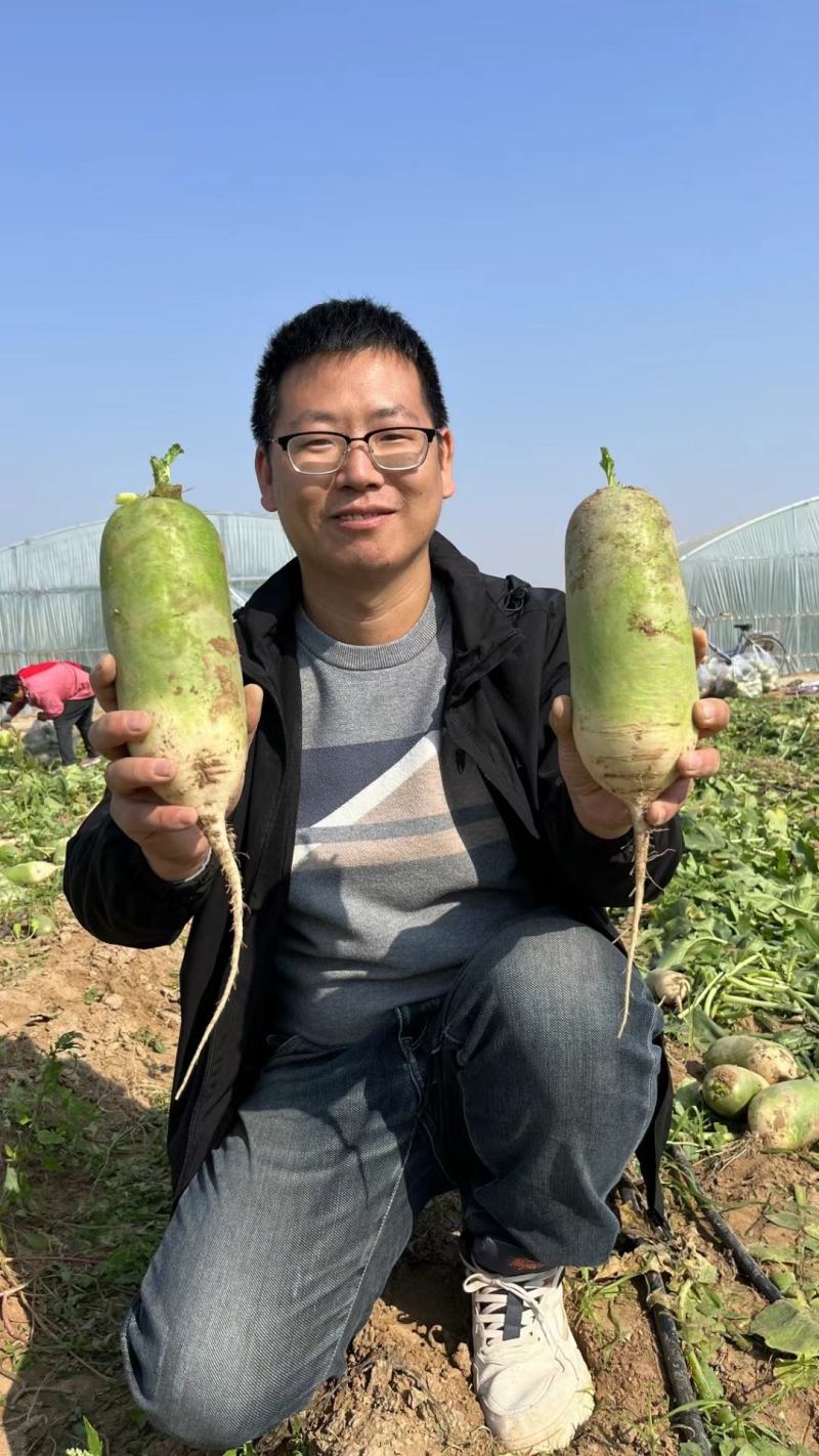 鼎青二号萝卜种子口感甜脆商品性好整齐一致皮光滑