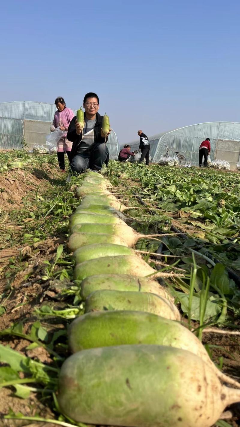 鼎青二号萝卜种子口感甜脆商品性好整齐一致皮光滑