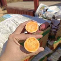 西瓜红板栗薯产地直发质量保证，货源充足