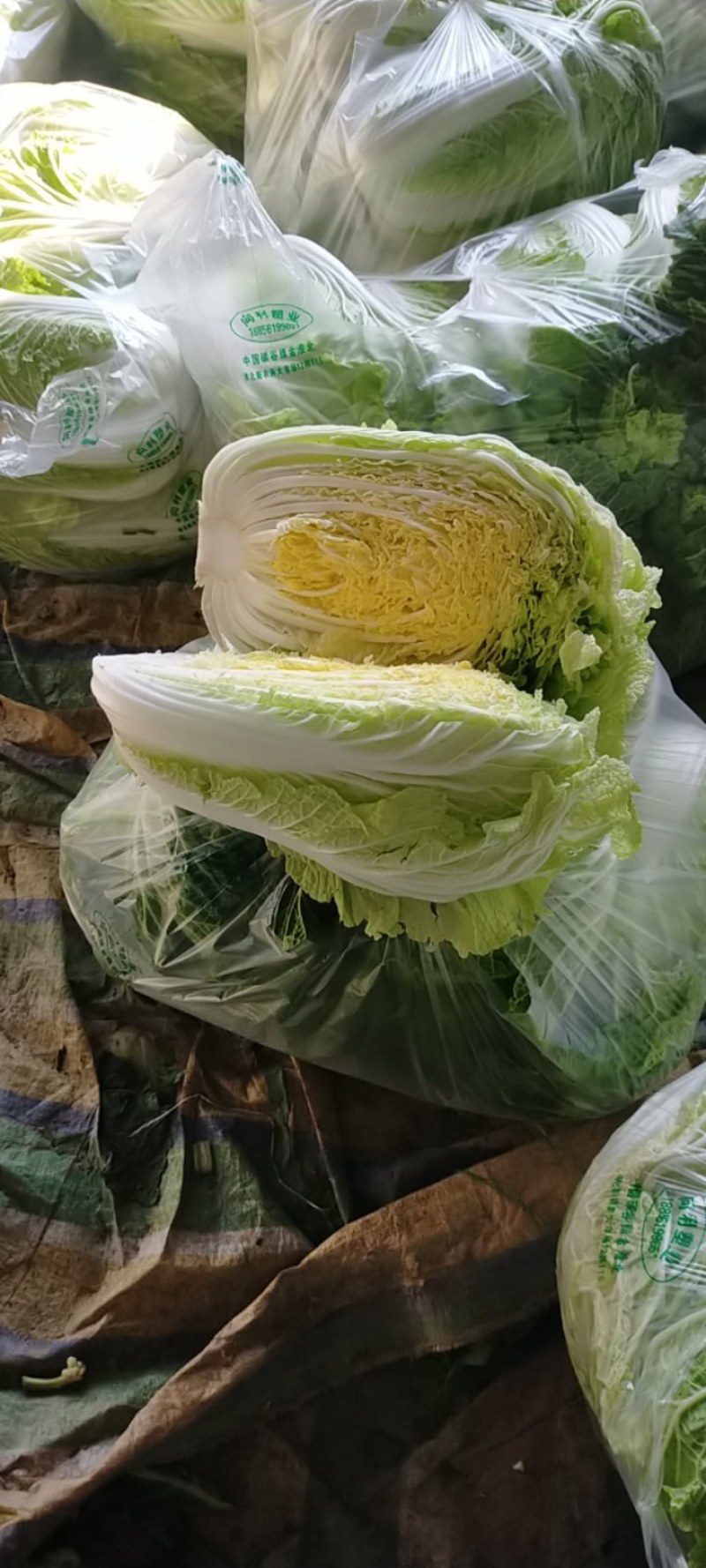 精品白菜，无烧心，无烂边诚信买卖对接电商市场加工厂