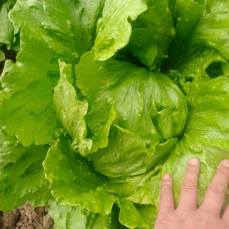 四川球生菜大量上市。2022年11月