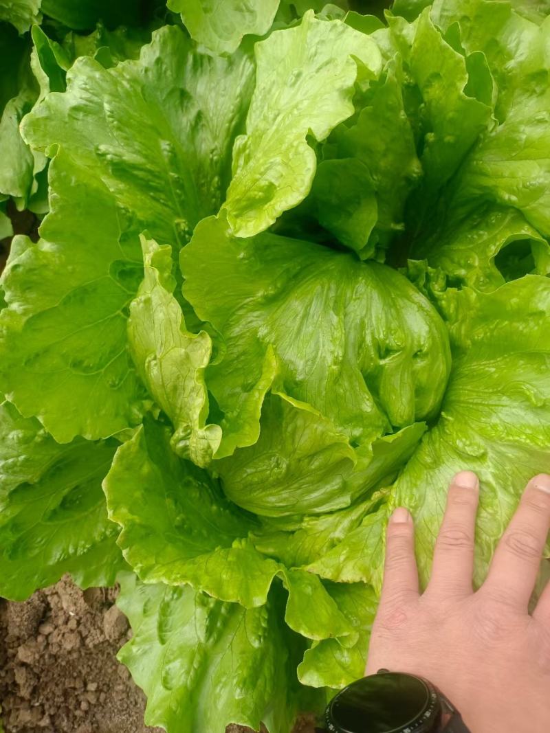 四川球生菜大量上市。2022年11月