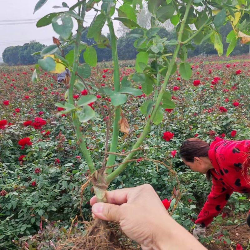 大花欧月黄丛容红双喜果汁阳台月季杯苗苗健壮根系发达