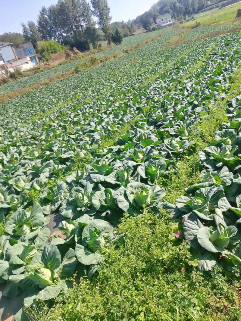贵州威宁基地直供