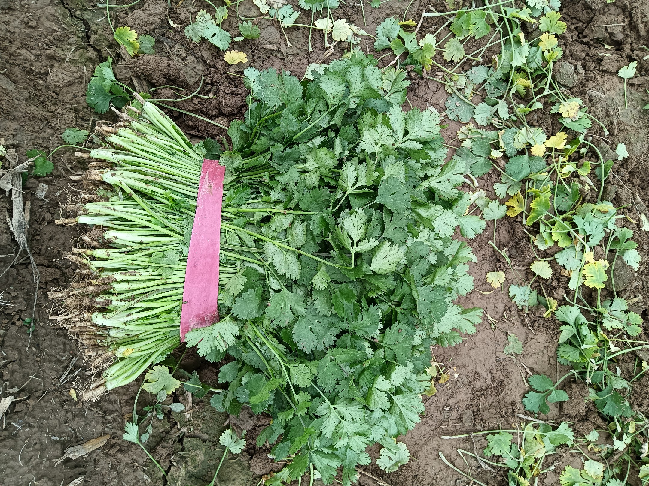 膝盖疼可以吃香菜吗