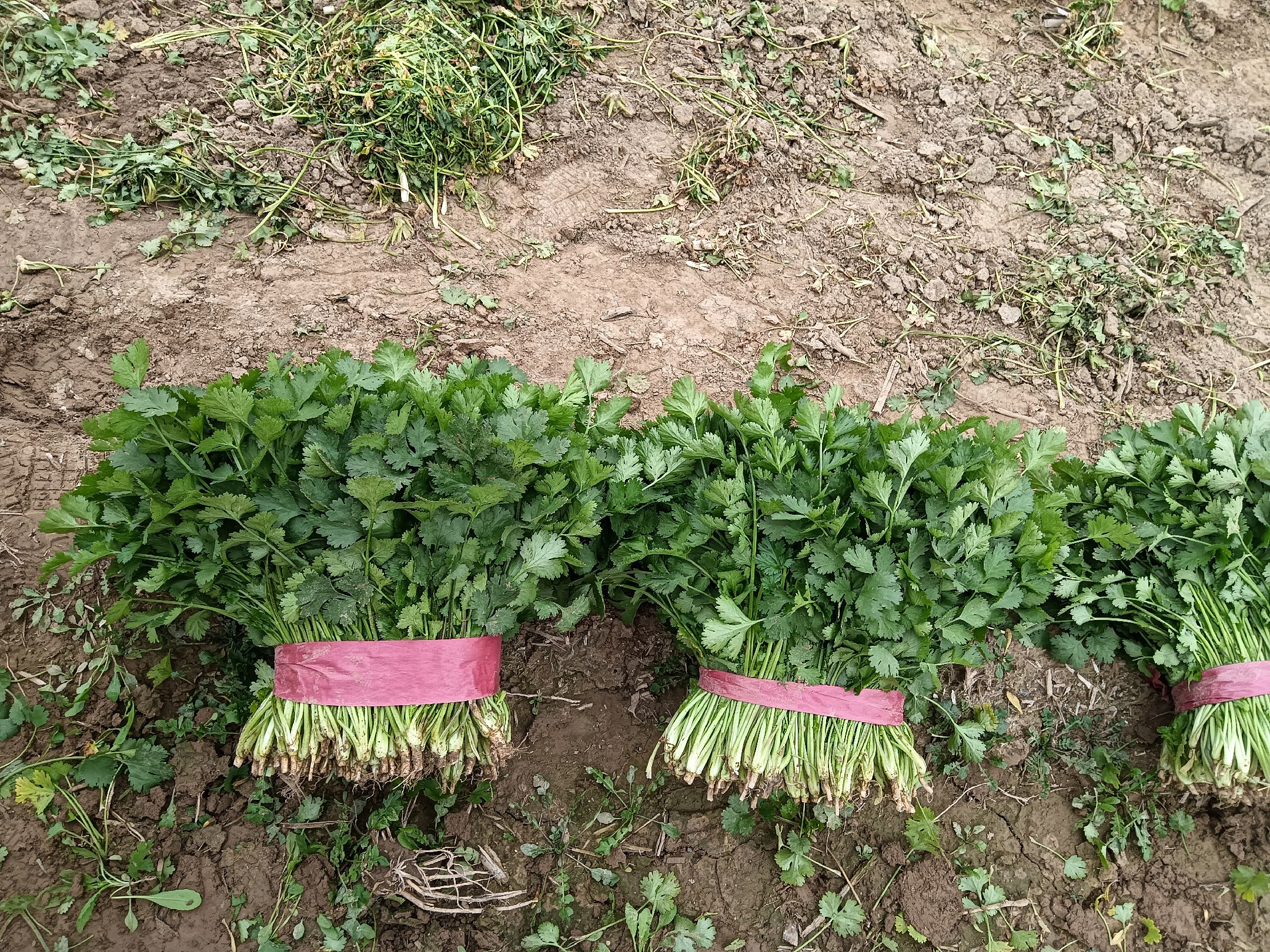 大叶香菜茎基部软质布条捆扎控旺操作特写图