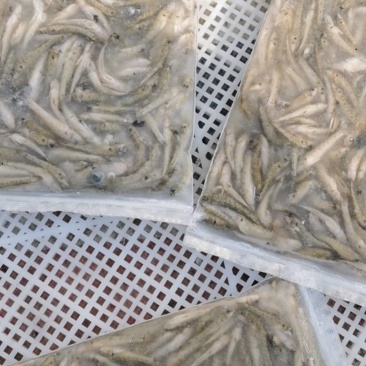 山根鱼2-45-7的规格，一手货源，质量保证，视频
