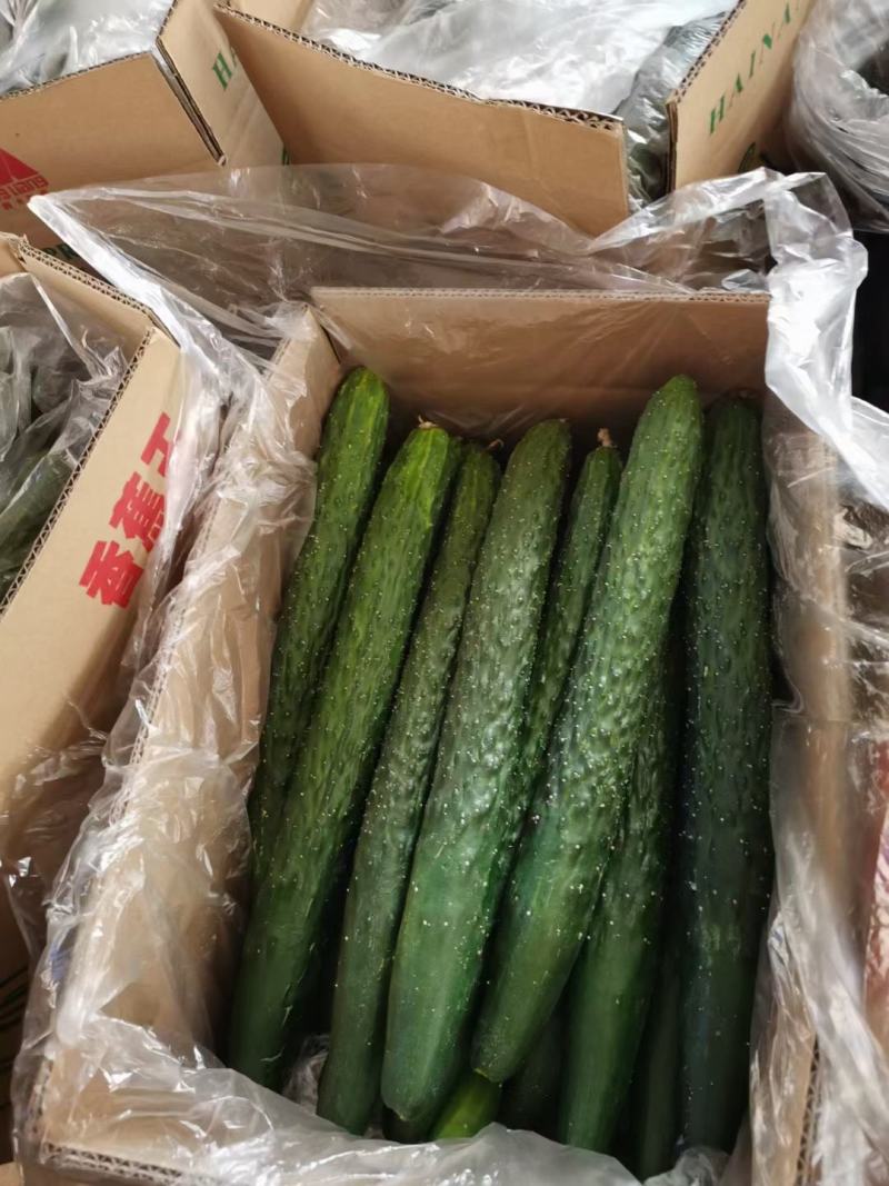 新鲜带刺广东黄瓜绿瓤生吃清脆可口水果青瓜农家自种蔬菜现摘
