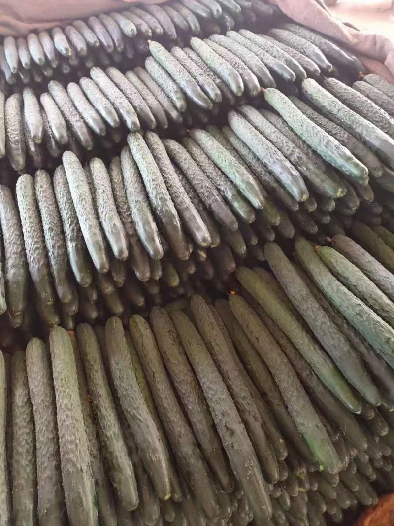 新鲜带刺广东黄瓜绿瓤生吃清脆可口水果青瓜农家自种蔬菜现摘