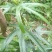 广东野生巴戟天，野生统货生鲜，可看货，产地直发诚信经营