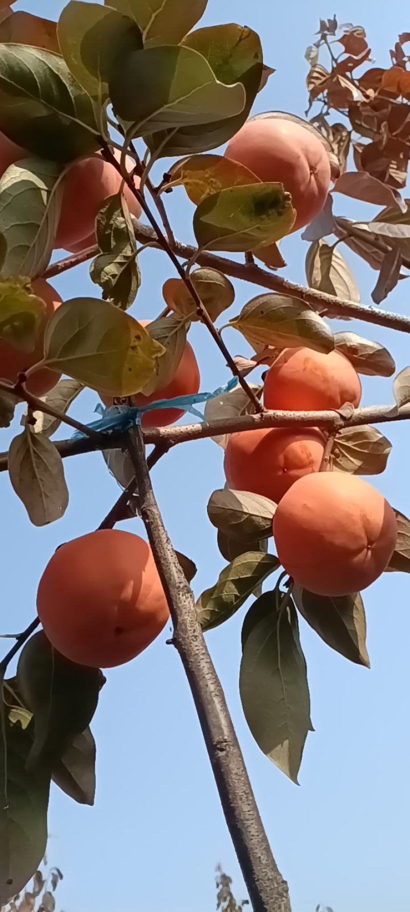 陕西前县阳丰大量有货，产地一手货源，质量好，对接大型批发