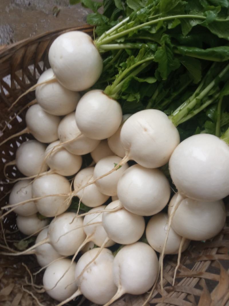 圆根萝卜