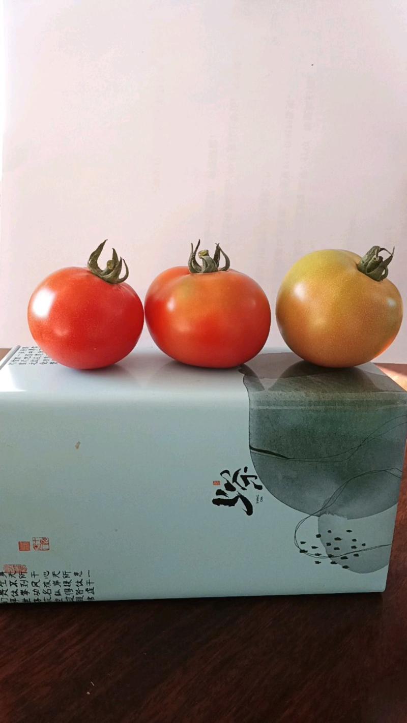 天津蓟州西红柿，水果番茄，产地一手货源，质量保证欢迎来电