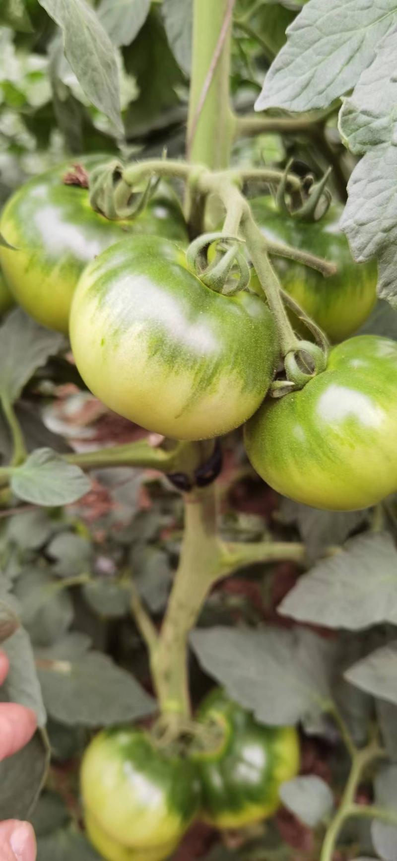天津蓟州西红柿，水果番茄，产地一手货源，质量保证欢迎来电
