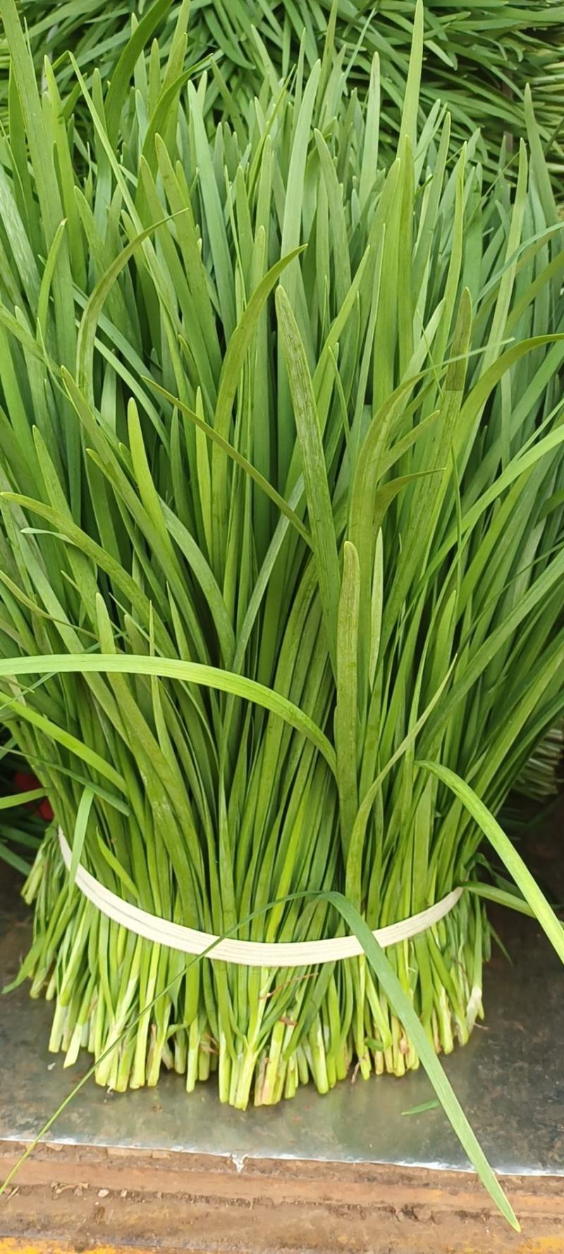 广东精品大叶韭菜大量上市对接市场商超，价格好