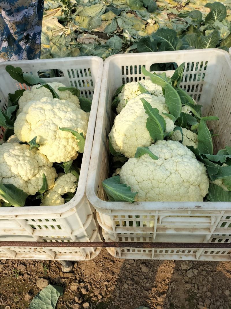有机花菜松花菜量大，品质保障，价格优惠，大棚精品陆续上市