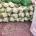 有机花菜松花菜量大，品质保障，价格优惠，大棚精品陆续上市