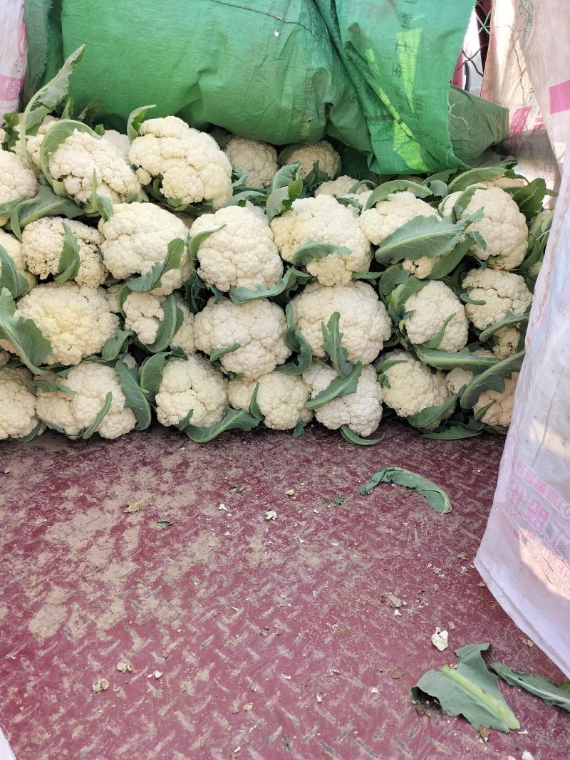 有机花菜松花菜量大，品质保障，价格优惠，大棚精品陆续上市
