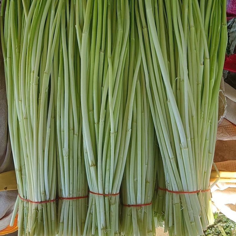 精品水芹菜可根据市场需要加工去根去叶净菜不接急单