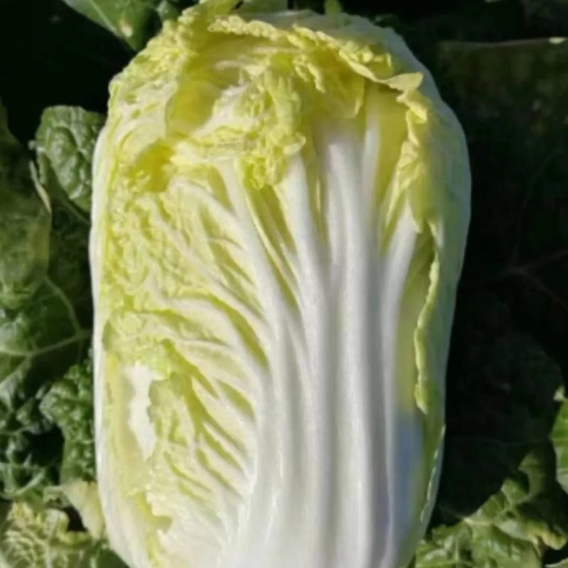 娃娃菜