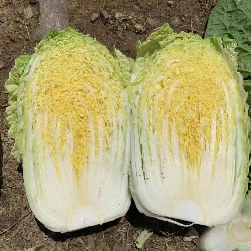 娃娃菜