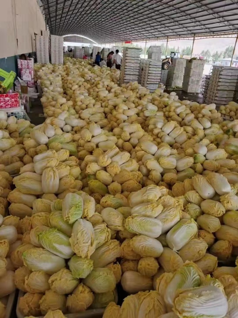 娃娃菜