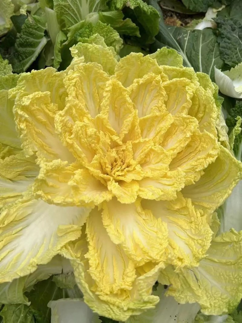 娃娃菜