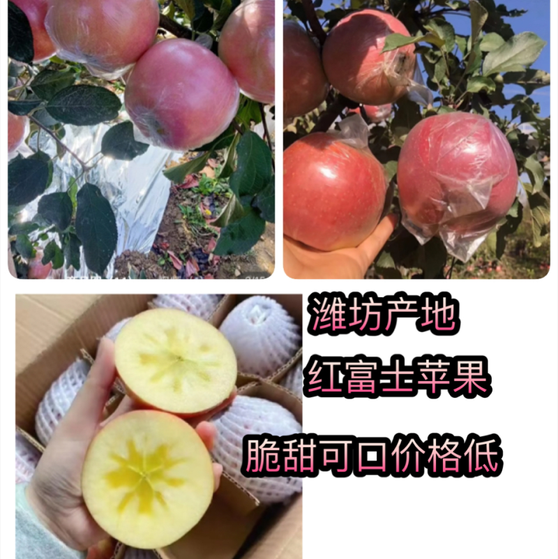 苹果，红富士苹果，糖心苹果产地直供，实力代收团