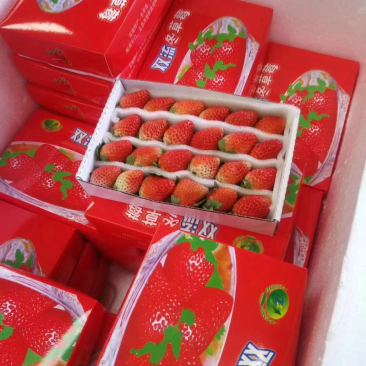 露天草莓