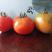 天津蓟州水果西红柿，水果番茄，产地发货，对接大型批发商