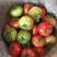 天津蓟州水果西红柿，水果番茄，产地发货，对接大型批发商